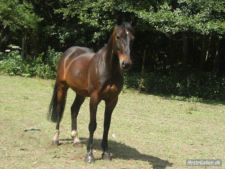 Tysk Sportspony TIGER WOODS (SOLGT!) - Verdens dejligeste pony! <3 Jeg savner dig mulle! :* billede 20