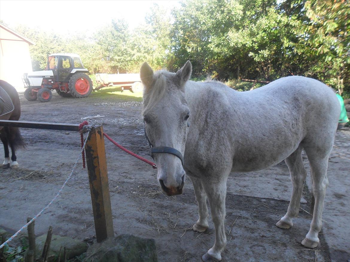 Anden særlig race shik - håber det kommer til at gå godt igen billede 13