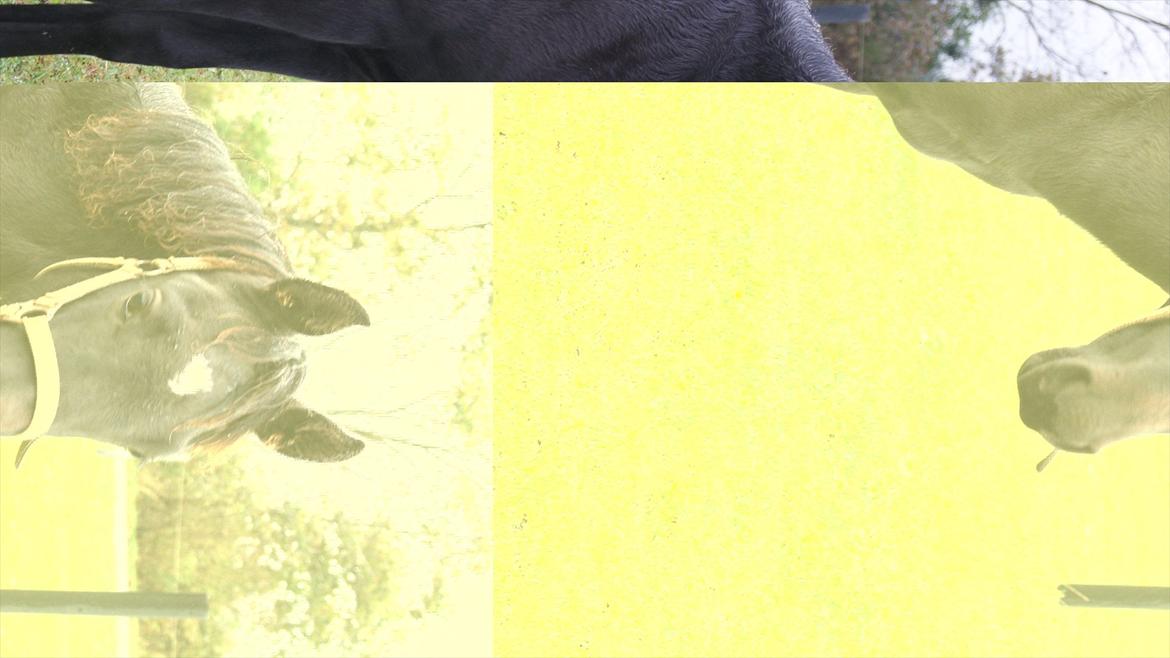 Anden særlig race Wing mann billede 12