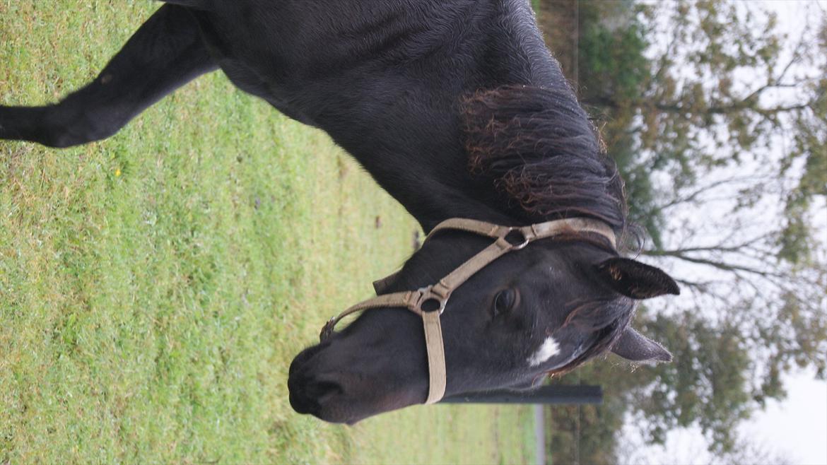 Anden særlig race Wing mann billede 13