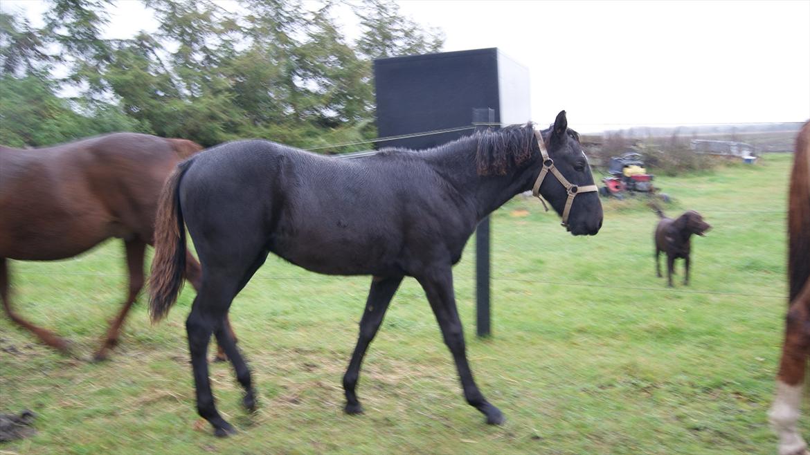Anden særlig race Wing mann billede 14
