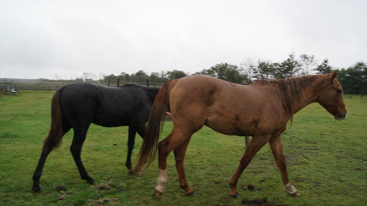 Anden særlig race Wing mann billede 15