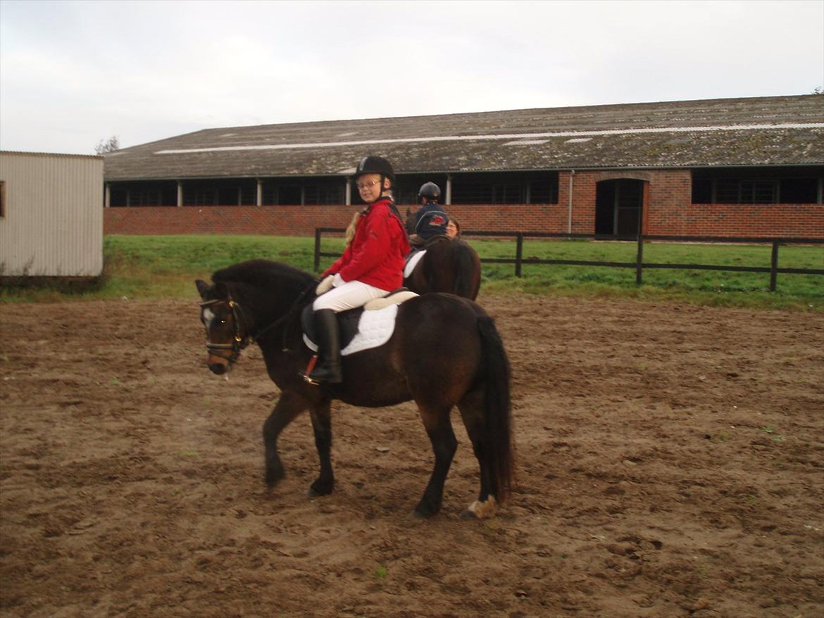 Dartmoor Amalie Ronda (Chili) billede 2