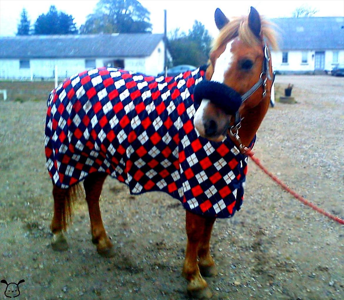 Anden særlig race Cavaliére Cadeau - (Calle) billede 10