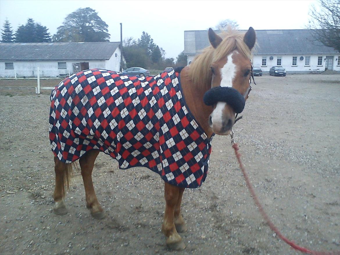 Anden særlig race Cavaliére Cadeau - (Calle) billede 11