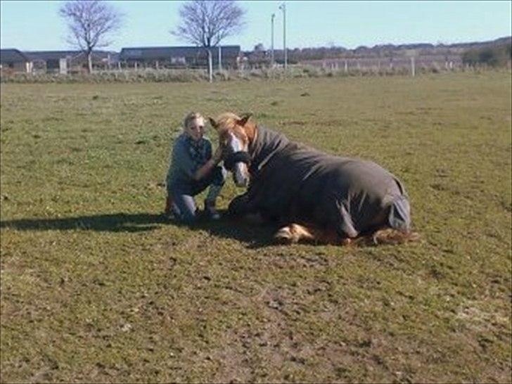 Anden særlig race Cavaliére Cadeau - (Calle) billede 12