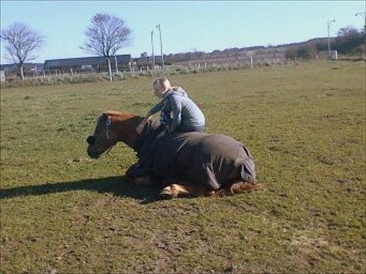 Anden særlig race Cavaliére Cadeau - (Calle) billede 13