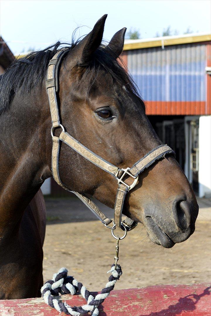 Anden særlig race Nymarks Tristan . - Et stykke siden jeg har set dette billede. Giver ingen mening at binde Tristan,han binder bare op igen ;-). billede 14