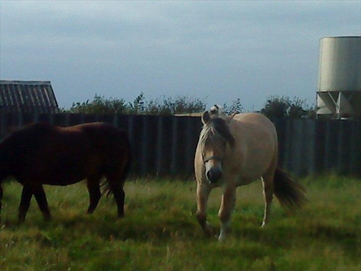 Fjordhest Kastanjegårdens Sonny billede 8