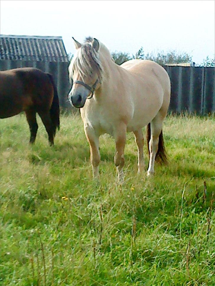 Fjordhest Kastanjegårdens Sonny billede 9