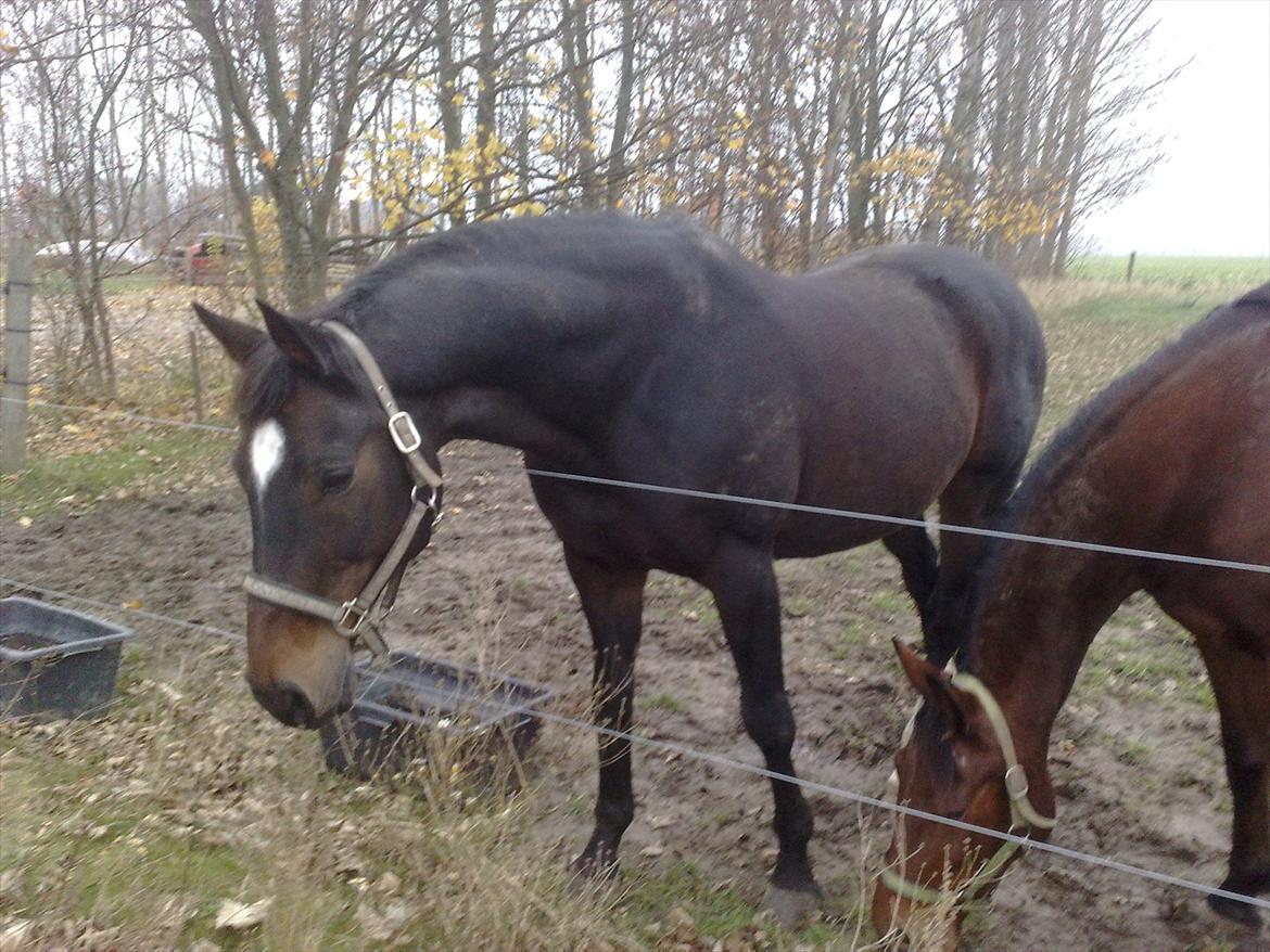 Dansk Varmblod Kartago Vogt - billedet er 2år gammelt billede 10