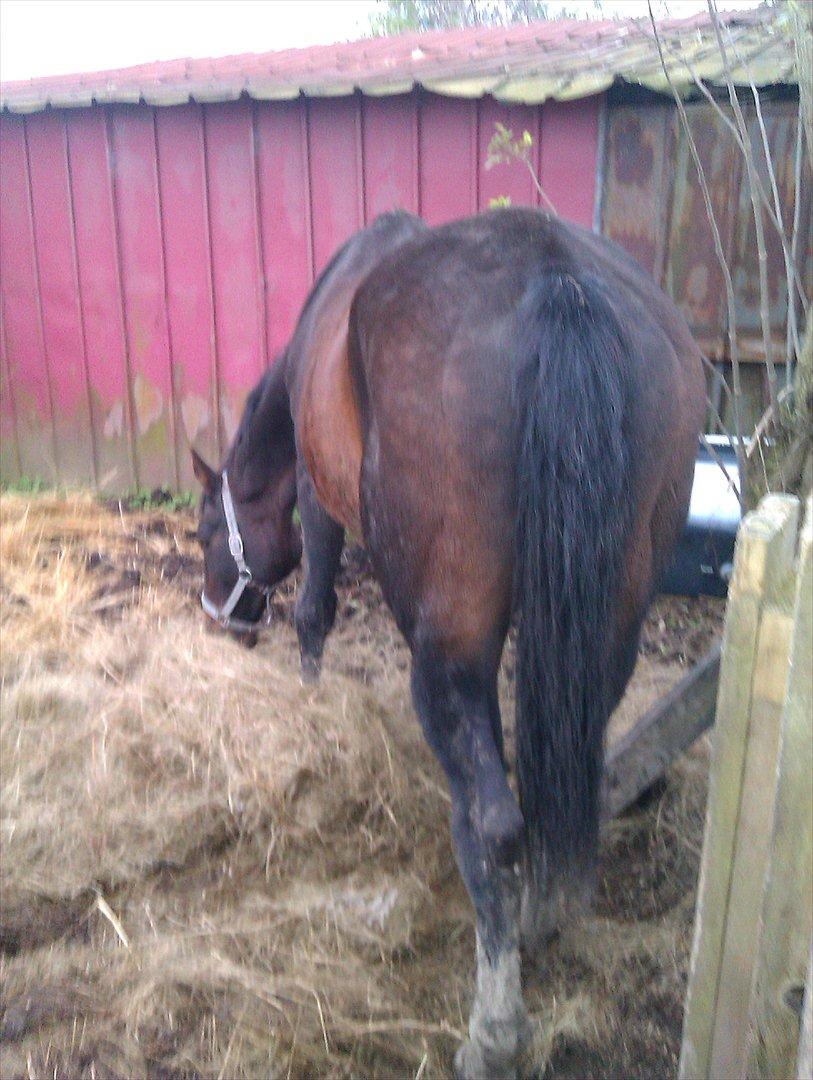 Dansk Varmblod Kartago Vogt - da jeg var ude og kigge på ham for at købe ham tilbage..
ved godt han er tynd men det bliver der gjort noget ved nu.. billede 4