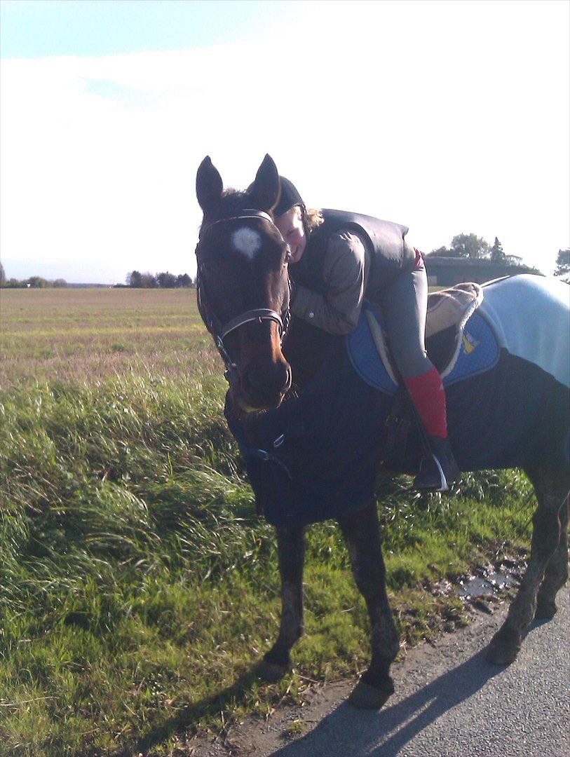 Dansk Varmblod Kartago Vogt - Velkommen til min profil.. billede 1