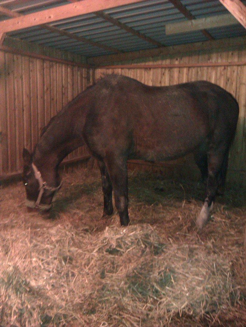 Dansk Varmblod Kartago Vogt - hygger i skuret.. billede 5