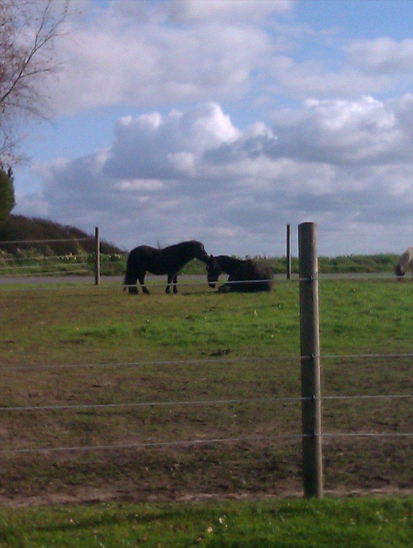 Dansk Varmblod Kartago Vogt - zilver nusser ham lige lidt i panden imens han snupper en lur.. billede 6