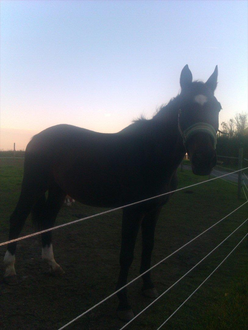 Dansk Varmblod Kartago Vogt - ved godt han er tynd men det bliver der gjort noget ved nu.. billede 3