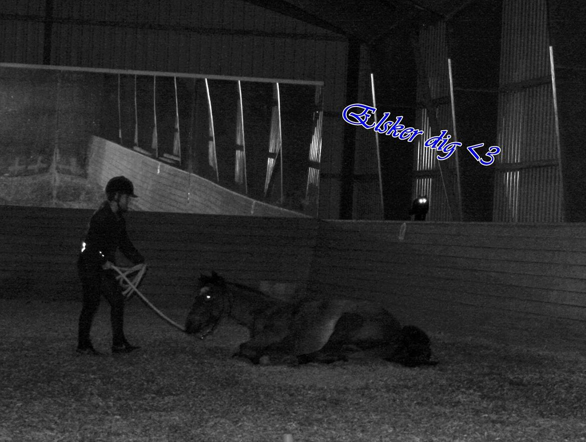 Anden særlig race Laban |*Mit ét og alt<3*| - Jeg har lært Laban at ligge ned på komando nu :) billede 5