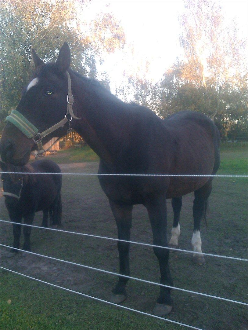 Dansk Varmblod Kartago Vogt - ved godt han er tynd men det bliver der gjort noget ved nu.. billede 2