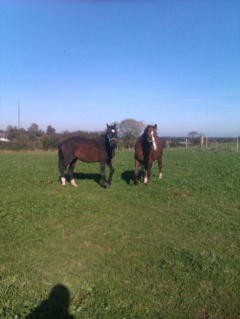 Dansk Varmblod Kartago Vogt - Kartago og hans nye ven Max.. billede 7