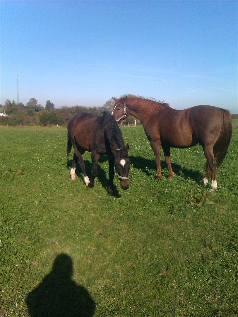 Dansk Varmblod Kartago Vogt - Kartago og hans nye ven Max.. billede 8