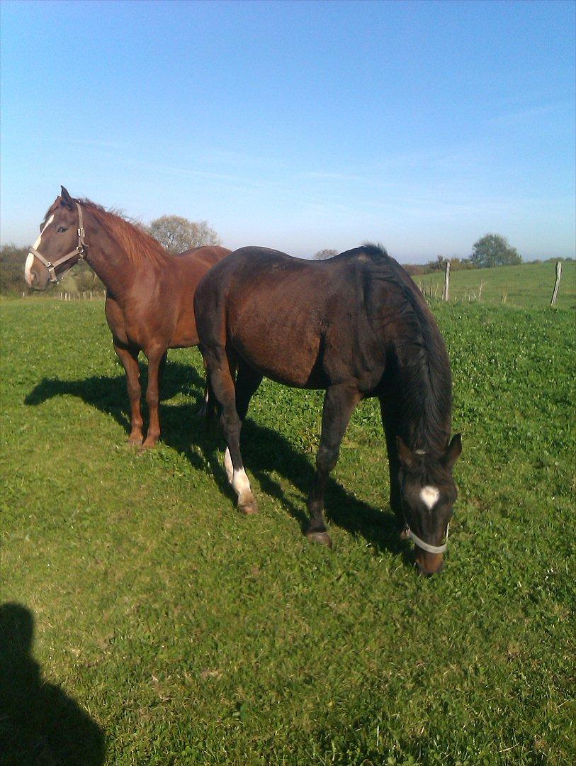 Dansk Varmblod Kartago Vogt - Kartago og hans nye ven Max.. billede 9