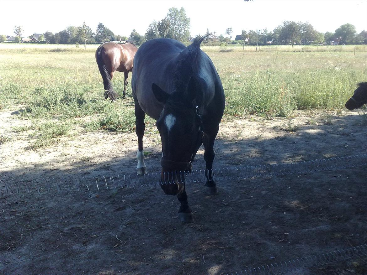 Dansk Varmblod Kartago Vogt - første dag hjemme hos mig efter jeg hentede ham på nordsjælland for 2år siden.. billede 11