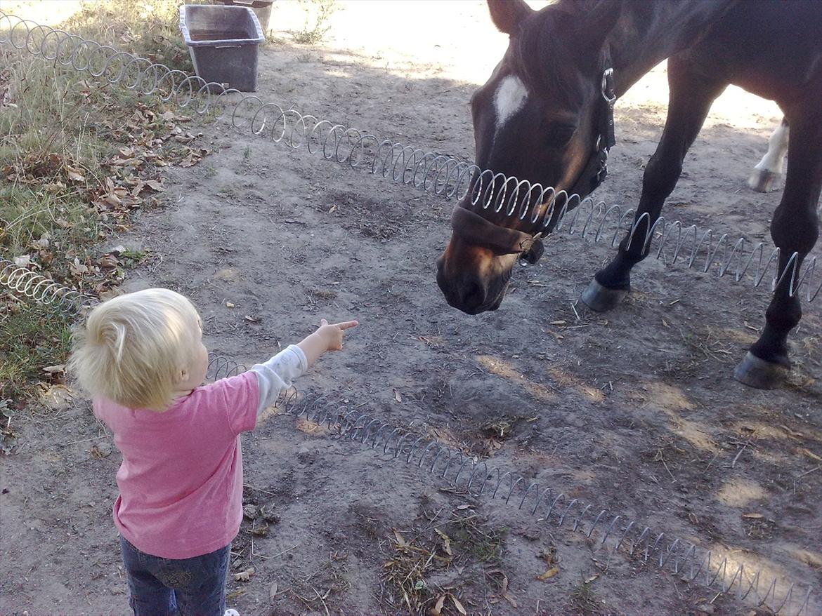 Dansk Varmblod Kartago Vogt - første dag hjemme hos mig efter jeg hentede ham på nordsjælland for 2år siden.. billede 12