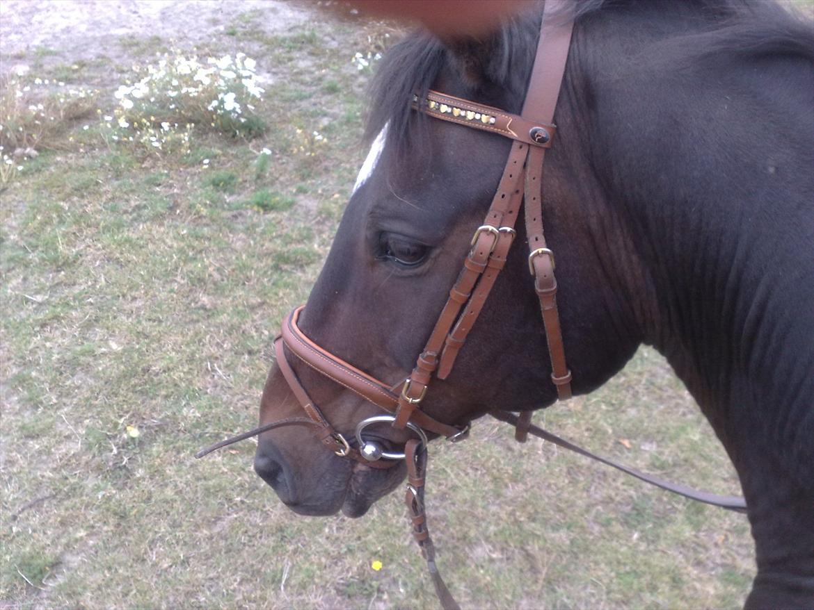 Dansk Varmblod Kartago Vogt - drengens smukke hoved billede 15