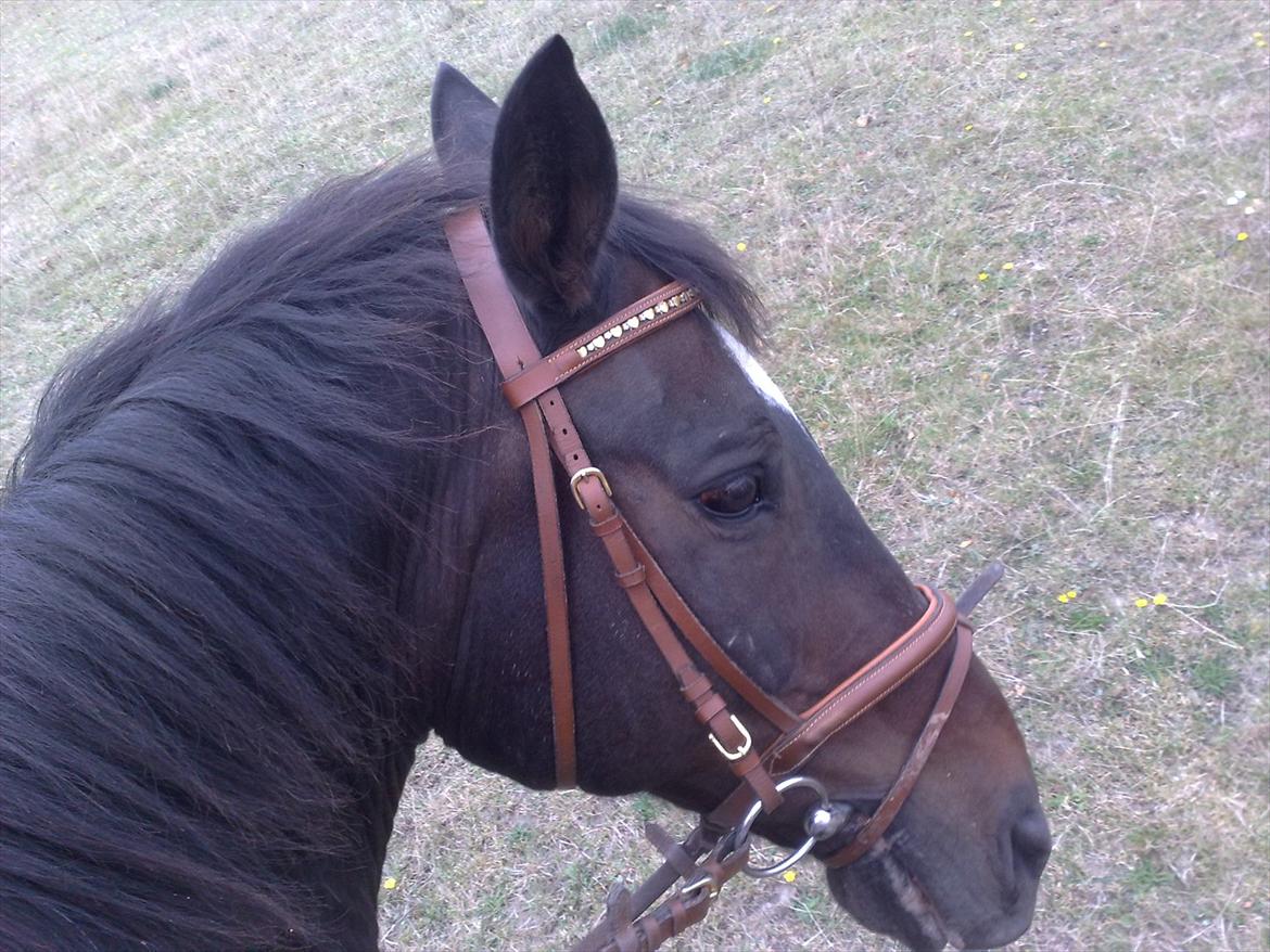 Dansk Varmblod Kartago Vogt - halløjsa.. billede 16