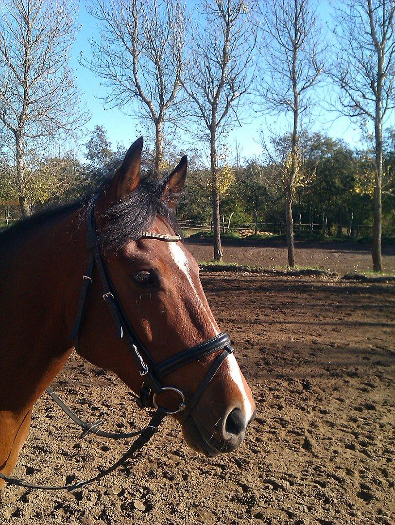 DSP Røgild´s Balian billede 1