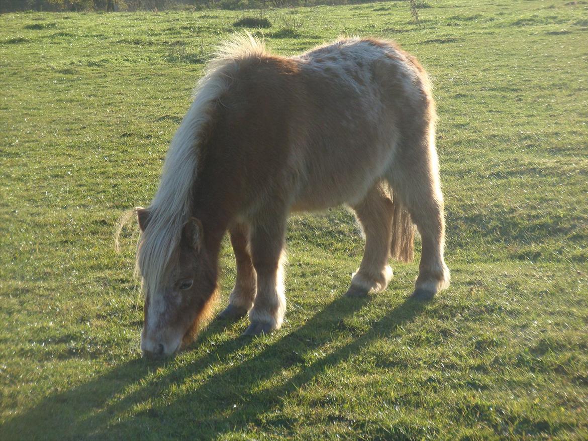 Miniature Thunder  - du er da ret lækker skal vi være venner<3 ;D billede 13