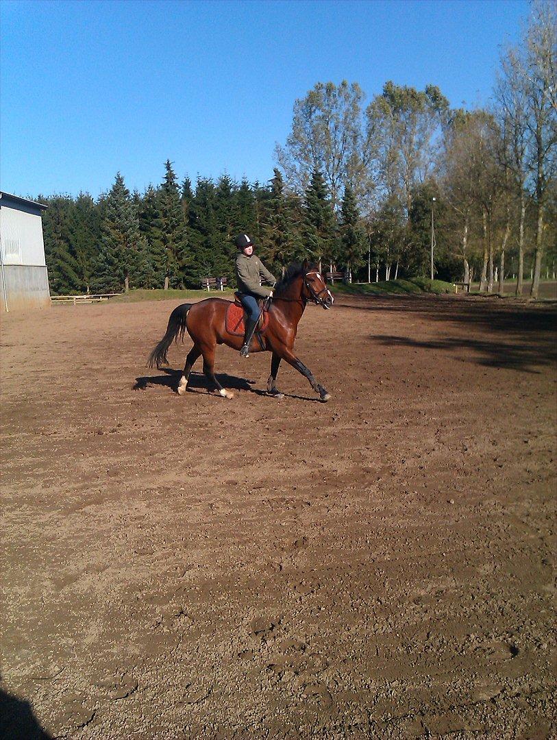 DSP Røgild´s Balian billede 3