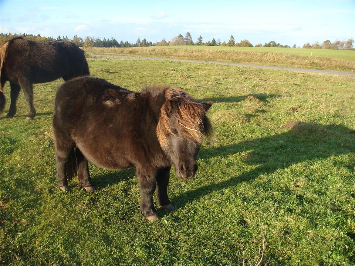 Shetlænder Savanna   - nårh du er så sød<3 smukke billede 12