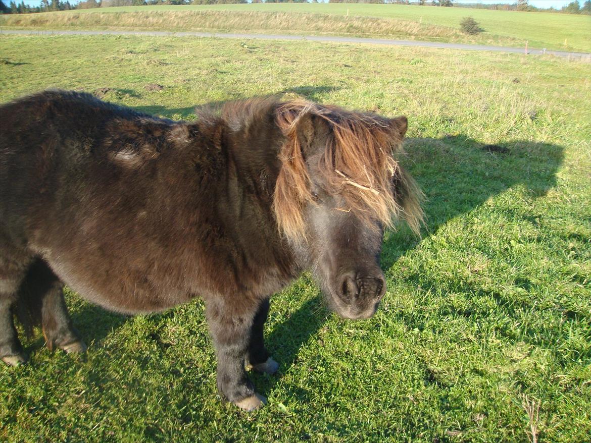 Shetlænder Savanna   - se mor har stadig den dumme gren i håret er du sød at tage den ud ;D<3 billede 15
