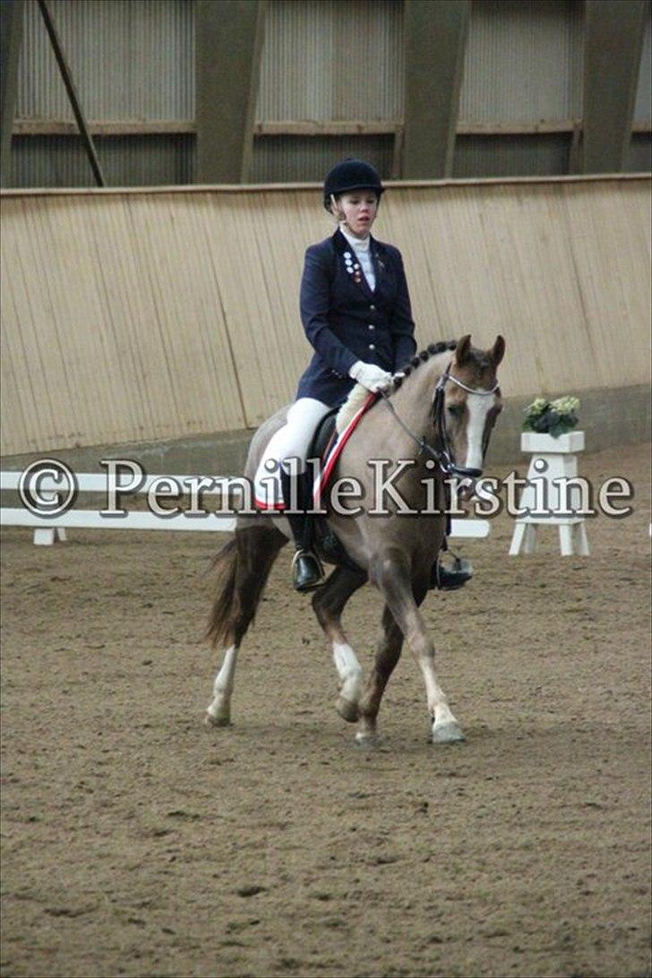 New Forest Gulliver V billede 13