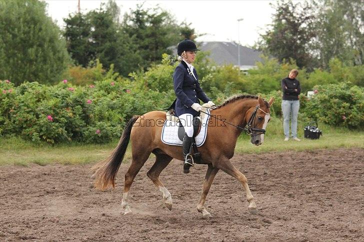 New Forest Gulliver V billede 5