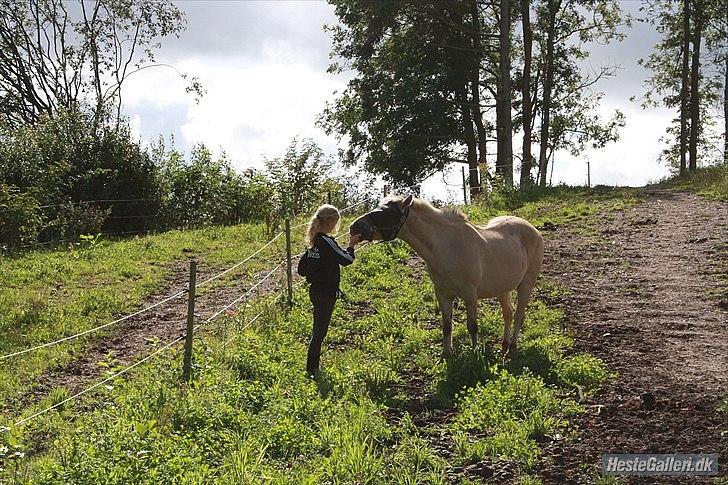 Fjordhest Raca | tidl. part | •R.I.P.• altid elsket - på folden :-). Du er så dejlig Raca!
//Foto: Frederikke billede 12