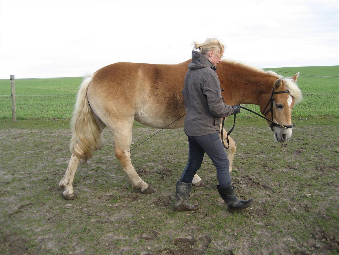 Haflinger Elghusets Hope billede 15