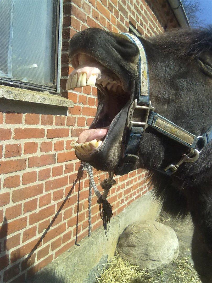 Dartmoor Flicka - Griner altid når jeg ser det billede! ;) <3 billede 11