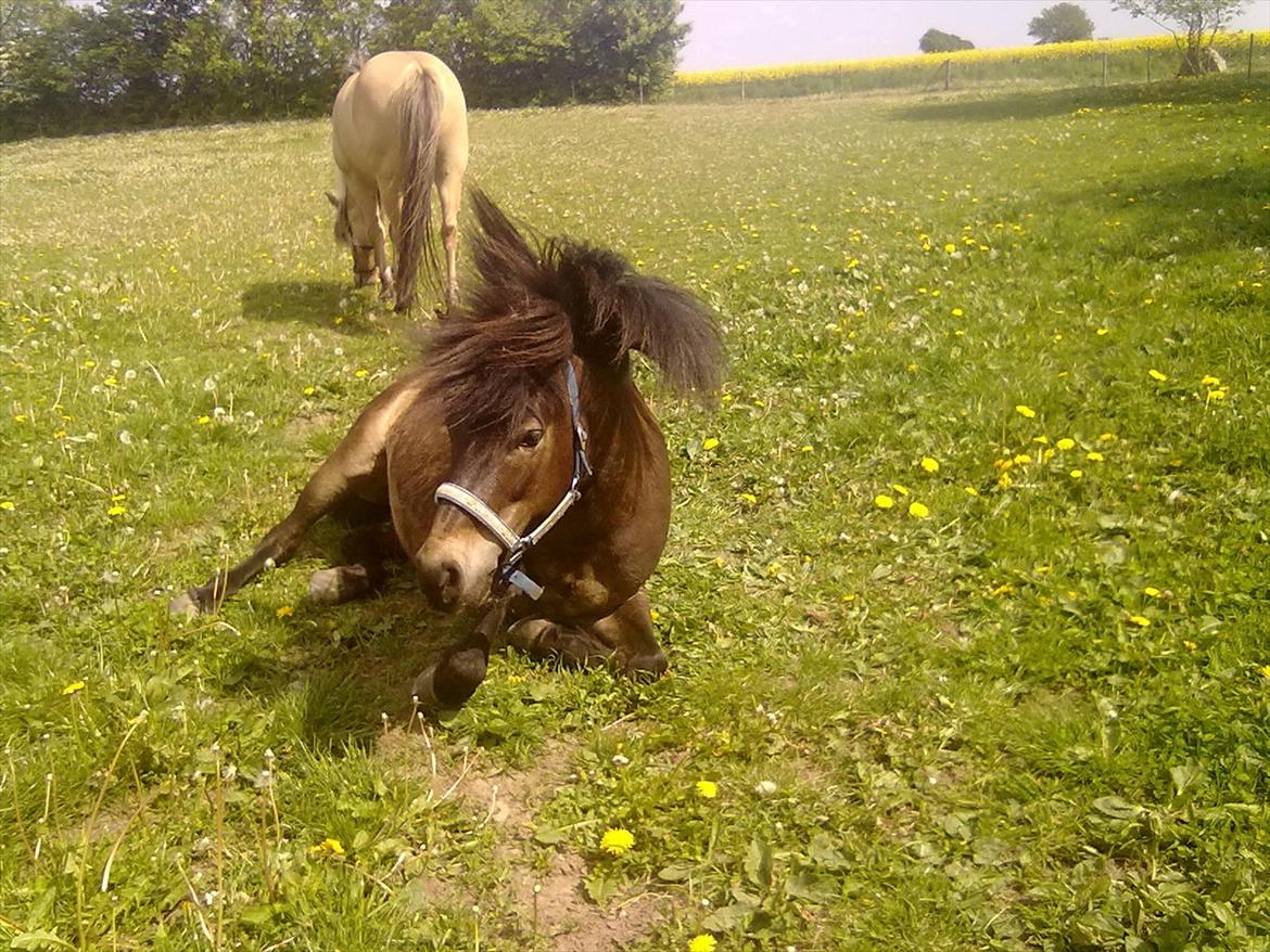 Dartmoor Flicka - Det er dejligt at komme ned og ligge lidt!! :P billede 17