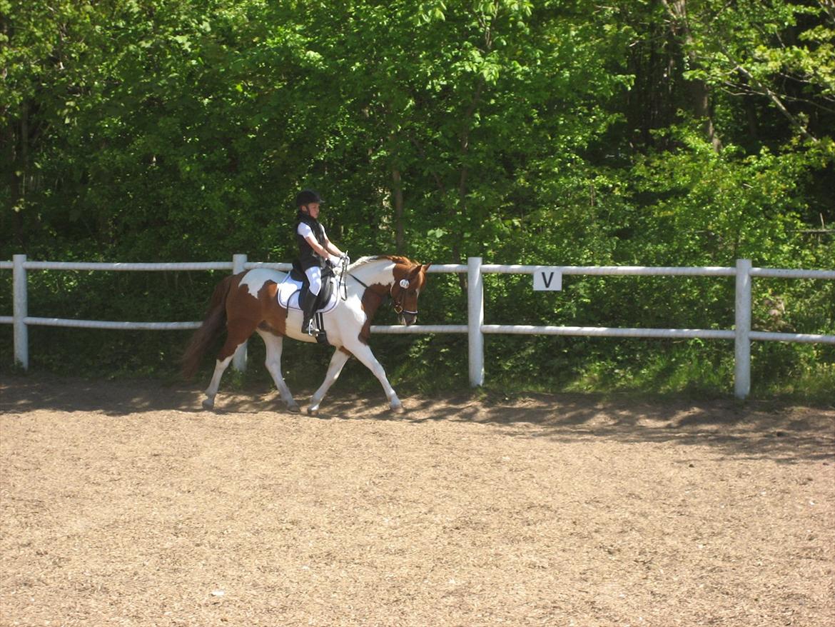 Anden særlig race Hidalgo - " Succes kommer aldrig tilfældigt. Succes er hårdt arbejde, vedholdenhed, træning, indlæring, masser af ofre og frem for alt stor kærlighed til dét, du gør, eller træner dig op til at kunne gøre " Fotograf: Randi Gaarde Hansen
 billede 6