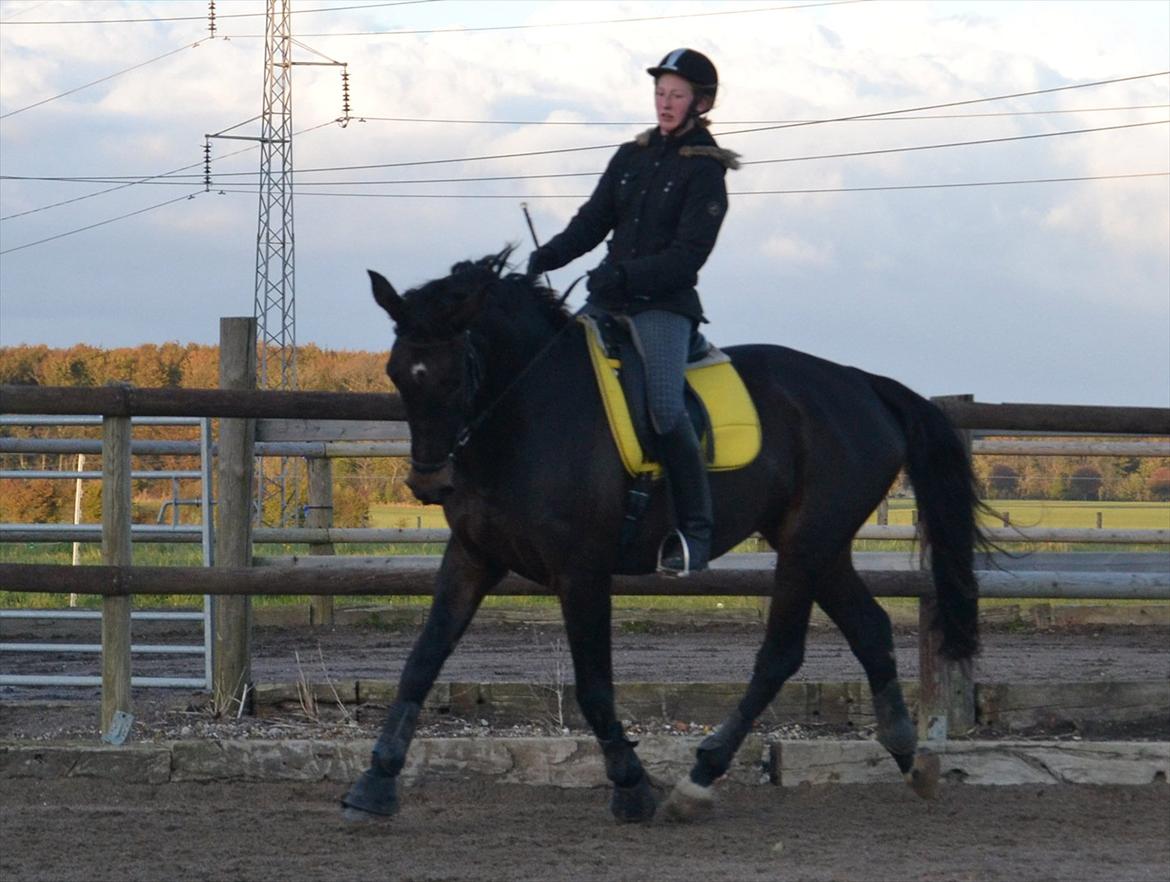 Dansk Varmblod Rosett - Undervisning hos Anne Ullegård. Foto: Marie Ravnholt  billede 10