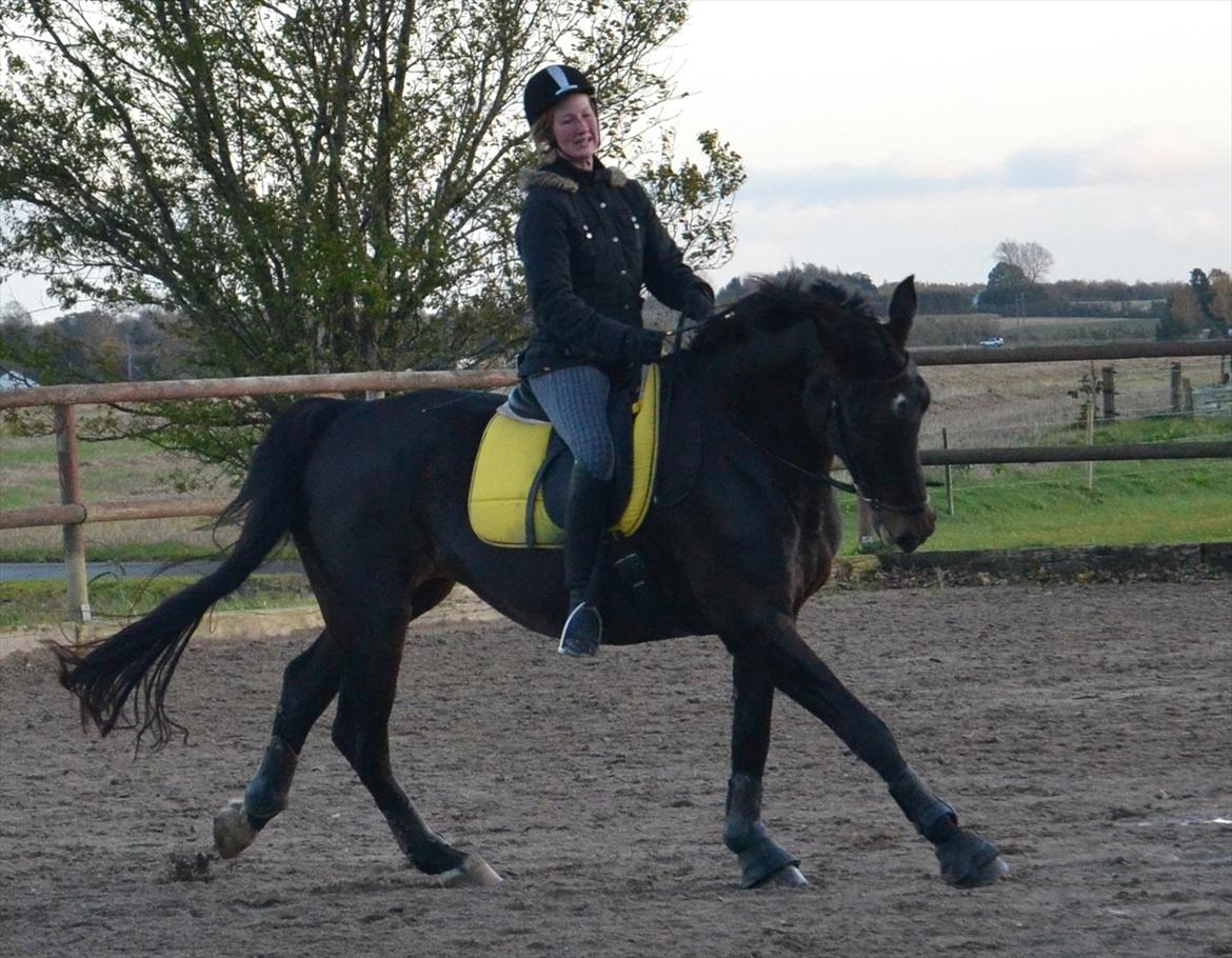 Dansk Varmblod Rosett - Undervisning hos Anne Ullegård. Foto: Marie Ravnholt billede 12