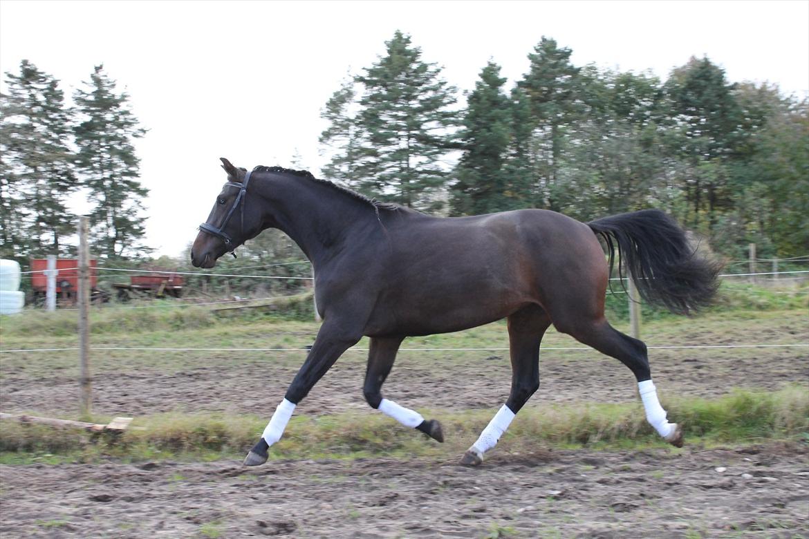 Dansk Varmblod Pindborgens Bianca - solgt - har bare den fedeste trav billede 1