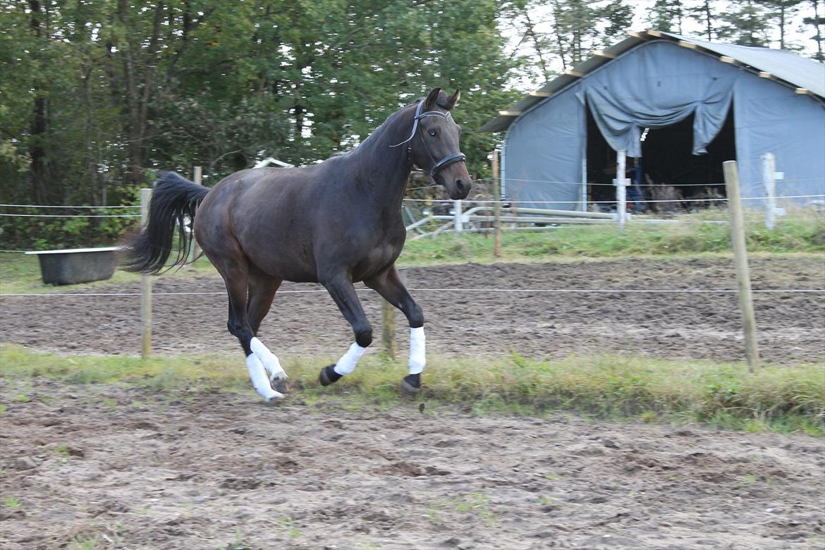 Dansk Varmblod Pindborgens Bianca - solgt - skal nok blive den fedeste dressur hest engang billede 16