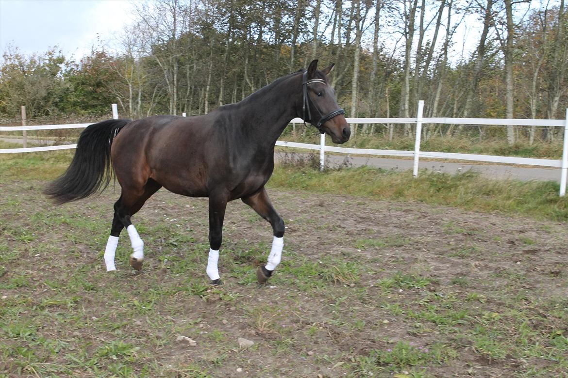 Dansk Varmblod Pindborgens Bianca - solgt billede 17