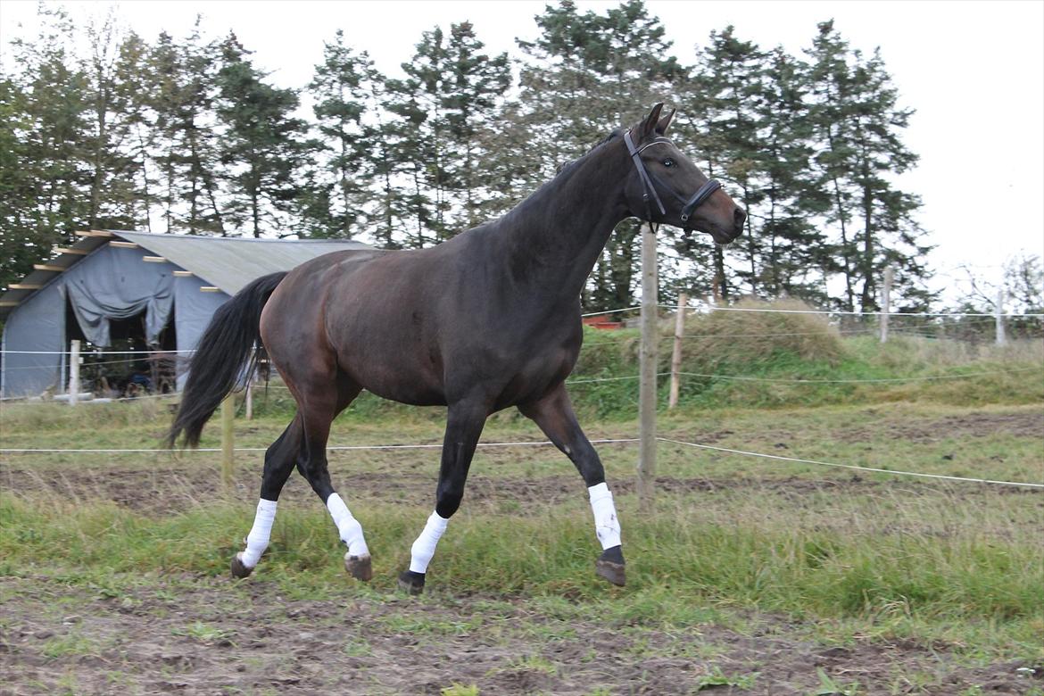 Dansk Varmblod Pindborgens Bianca - solgt billede 18