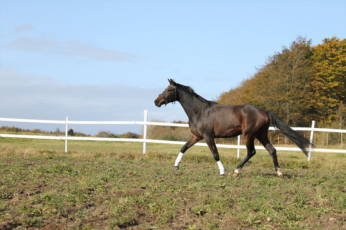 Dansk Varmblod Pindborgens Bianca - solgt billede 19