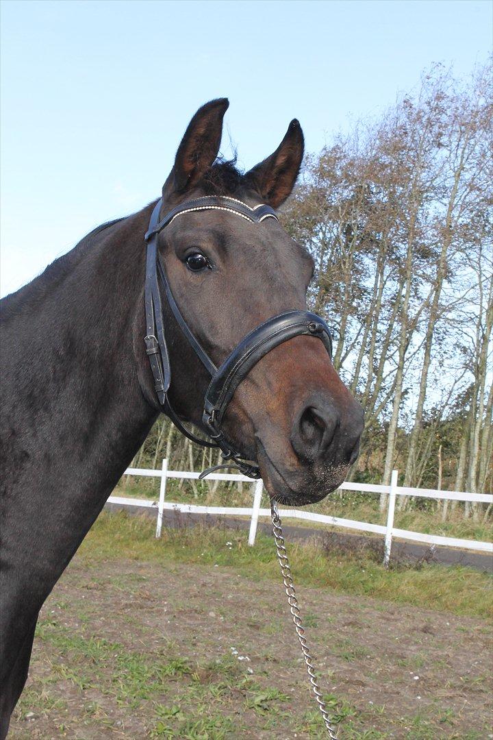 Dansk Varmblod Pindborgens Bianca - solgt billede 20