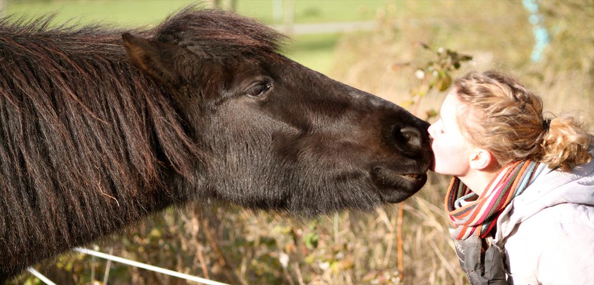 Islænder Náttgjólá billede 5